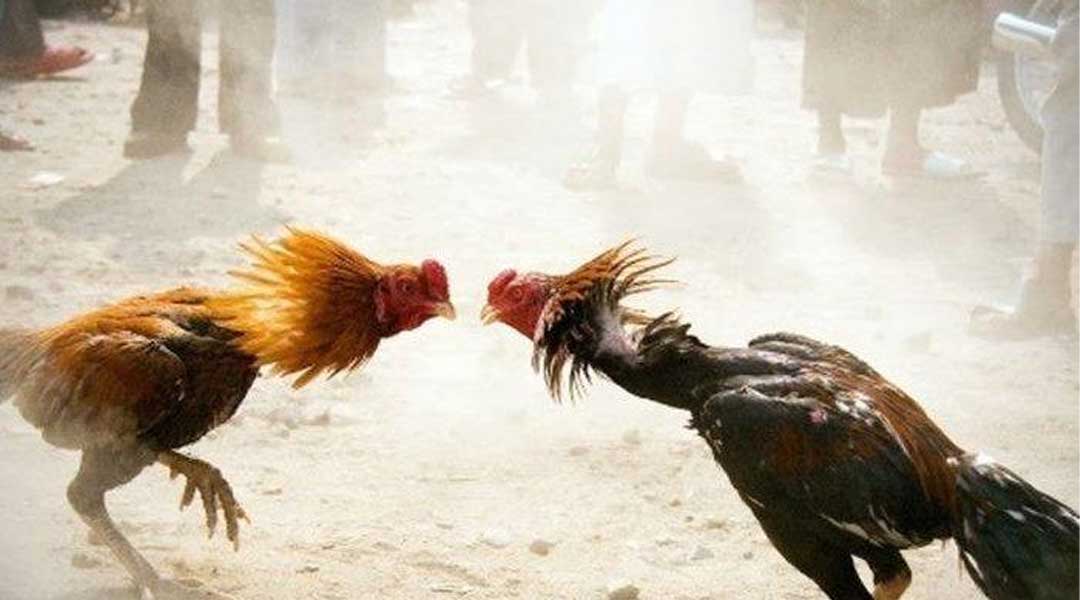 Berkelahi dengan Ayam, Dua Pria Ini Berakhir Mengenaskan